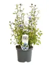 Ceratostigma Willmottianum Pot C3Litres