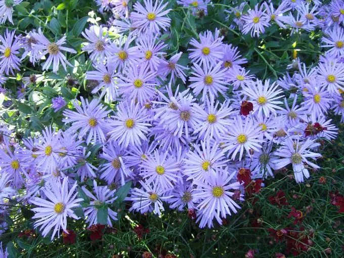 Aster thompsonii Pot C2Litres