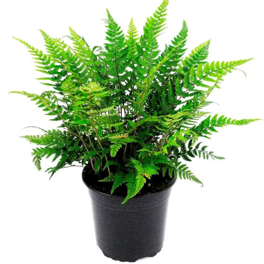 [133485] Polystichum Tsus Sinense Pot P17 cm - Fougère