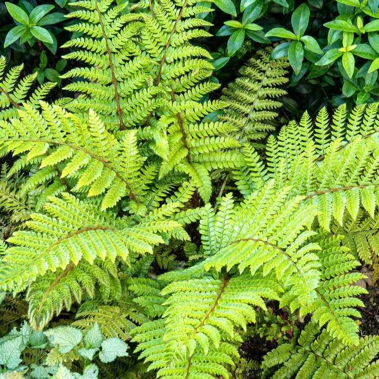 [109191] Polystichum polyblepharum Pot P17 cm - Fougère
