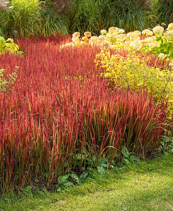 [107550] Imperata cylindrica Red Baron Pot P14