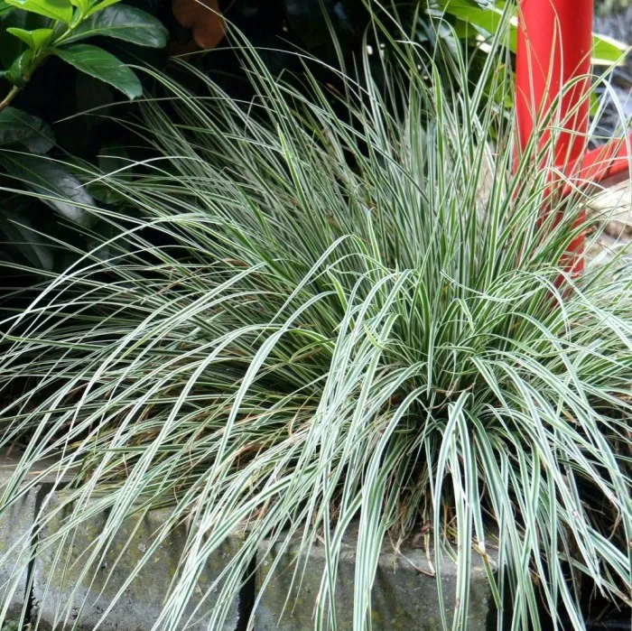 [131056] Carex oshimensis Everest P15 ** Laîche **