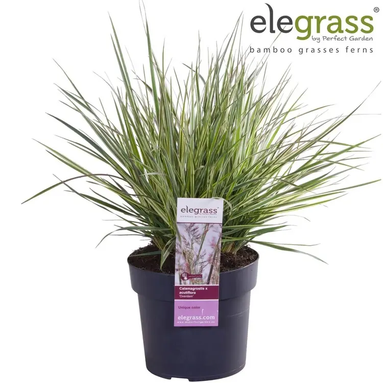 Calamagrostis acutiflora Overdam C3