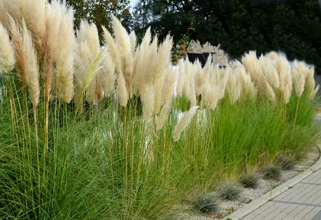 Cortaderia selloana Evita C4 ** Herbe de la Pampa **