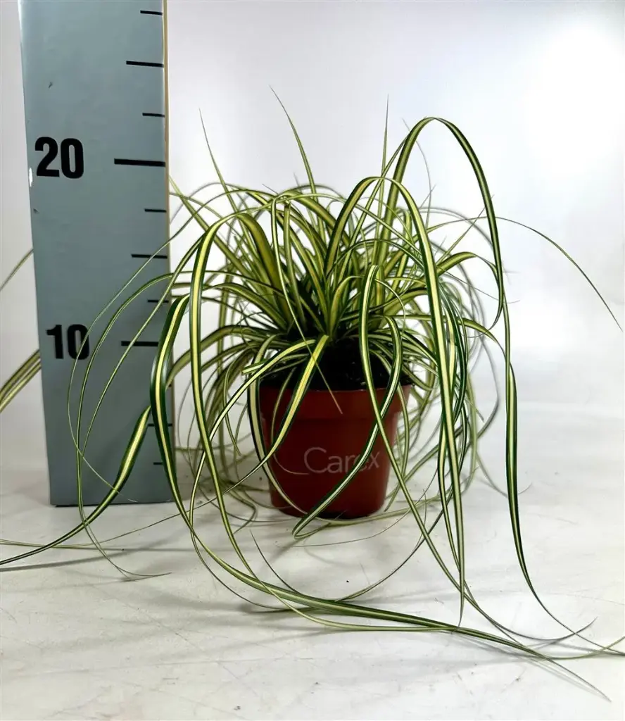 Carex evergold P8
