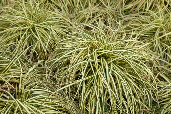 Carex oshimensis Evergold P8