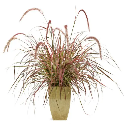 [110026] Pennisetum setaceum Fireworks Pot P19 - C2L ** Herbe aux écouvillons **
