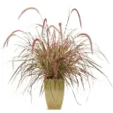 Pennisetum setaceum Fireworks Pot P19 - C2L ** Herbe aux écouvillons **