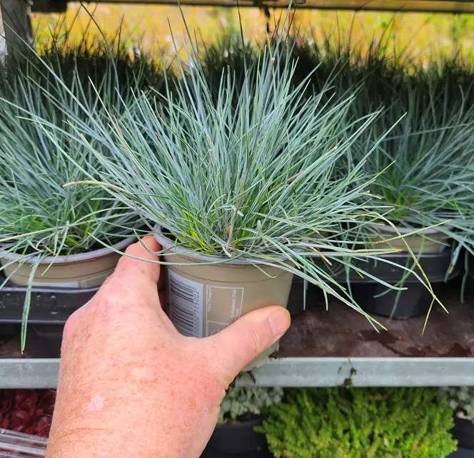 Festuca glauca Elijah Blue P9-11 ** Fétuque bleue **