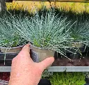 Festuca glauca Elijah Blue P9-11 ** Fétuque bleue **