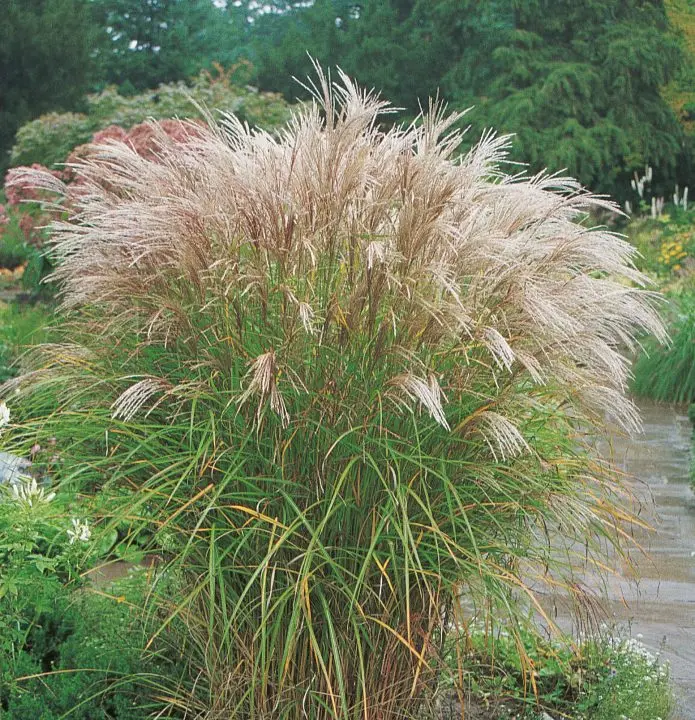Miscanthus Kleine Silberspinne Pot C3