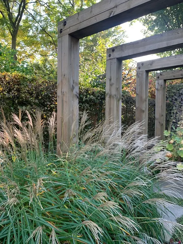 [104843] Miscanthus sinensis Kleine Silberspinne Pot C3