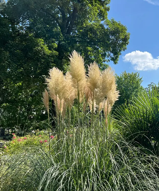 Cortaderia selloana Pot P29 - C10L XXL ** Herbe de la pampa **