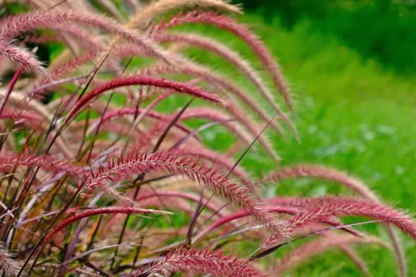 Pennisetum setaceum Fireworks Pot P17 ** Herbe aux écouvillons **