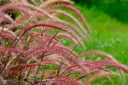 Pennisetum setaceum Fireworks Pot P17 ** Herbe aux écouvillons **