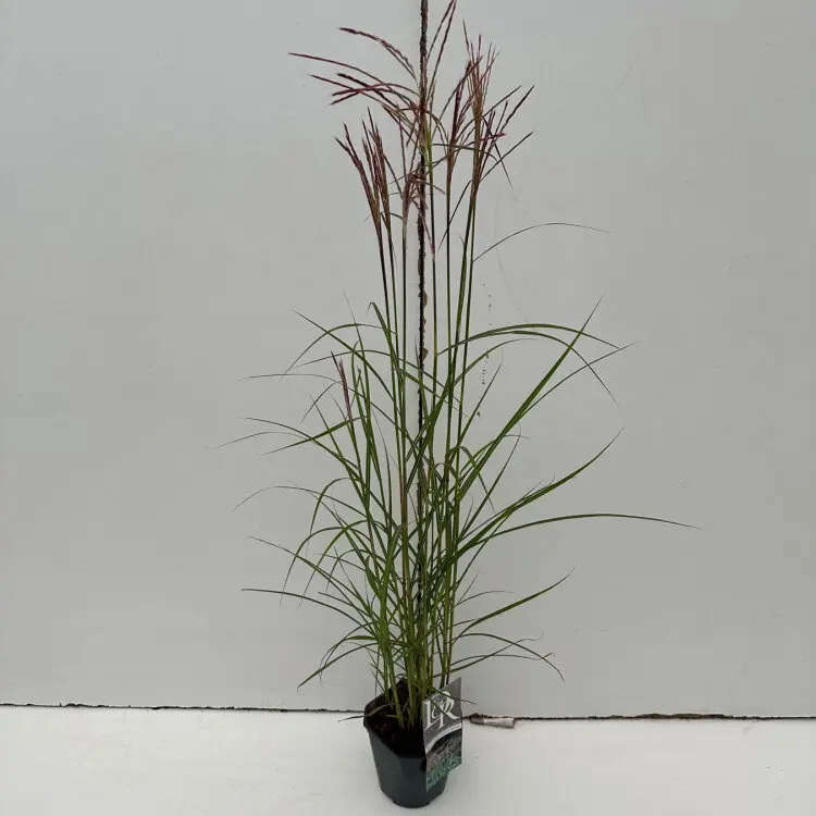 Miscanthus sin Ferner Osten P19