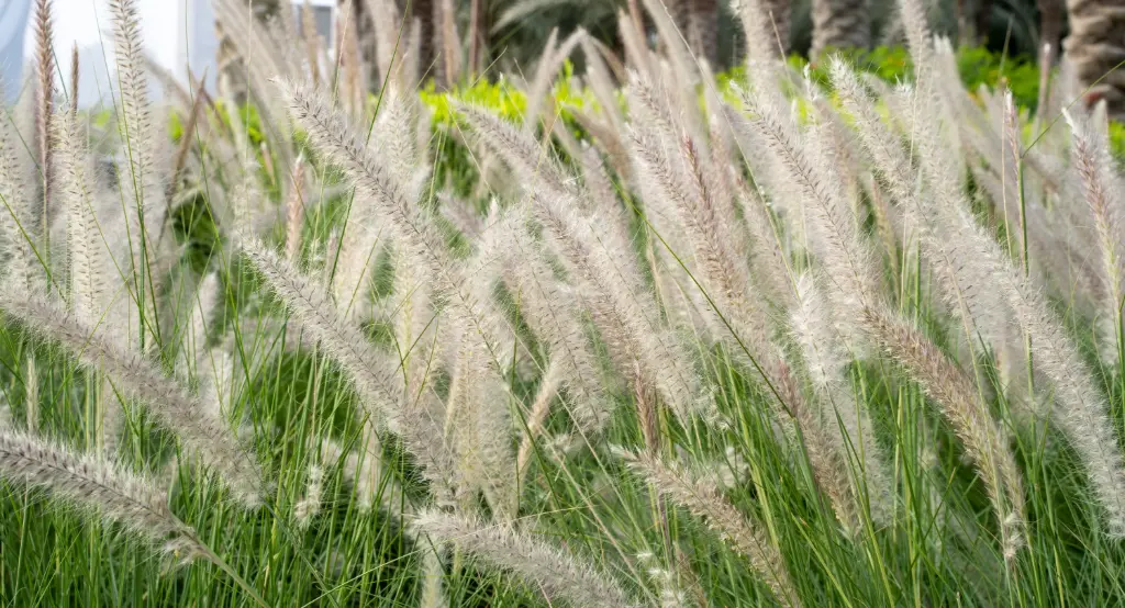 Pennisetum alopecuroides Hameln Pot C7.5Litres