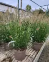 Pennisetum alopecuroides Hameln Pot C7.5L ** Herbe aux écouvillons **