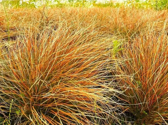 Carex testacea Prairie Fire P13