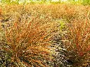 Carex testacea Prairie Fire P13