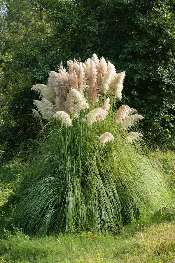 Cortaderia selloana Pumilia Pot C3 ** Herbe de la Pampa **