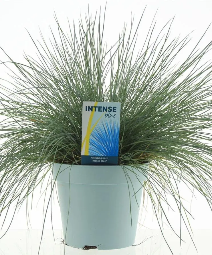 [127042] Festuca glauca Intense Blue Pot P17 cm - C3Litres ** Fétuque bleue **