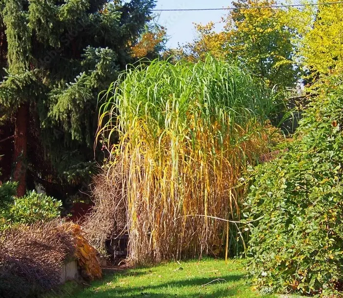 Miscanthus giganteus (floridilus) Pot P30-C10 ** Touffe XXL **