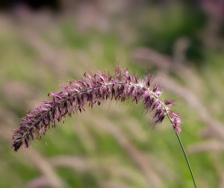[140813] Pennisetum orientale Karley Rose Pot P9