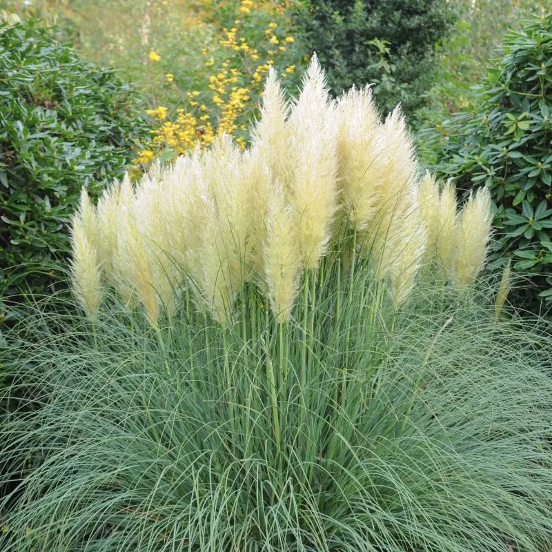 Cortaderia selloana White Feather Pot C10L ** Herbe de la pampa **