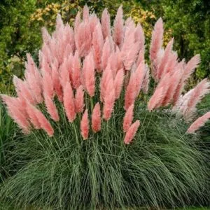 [103349] Cortaderia selloana Rosea Pot P23 cm ** Herbe de la pampa rose **