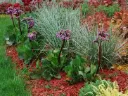 Molinia caer. Heidezwerg Pot C3Litres