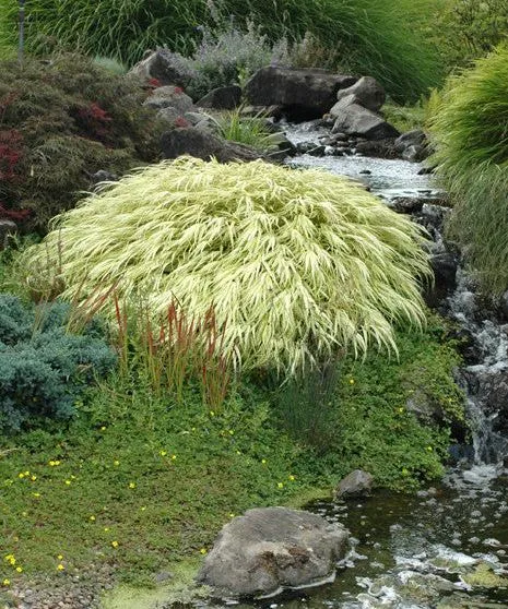 [134156] Hakonechloa macra Albostriata Pot P9