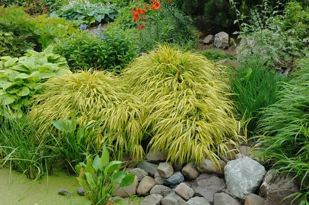 [130166] Hakonechloa macra Aureola Pot C3