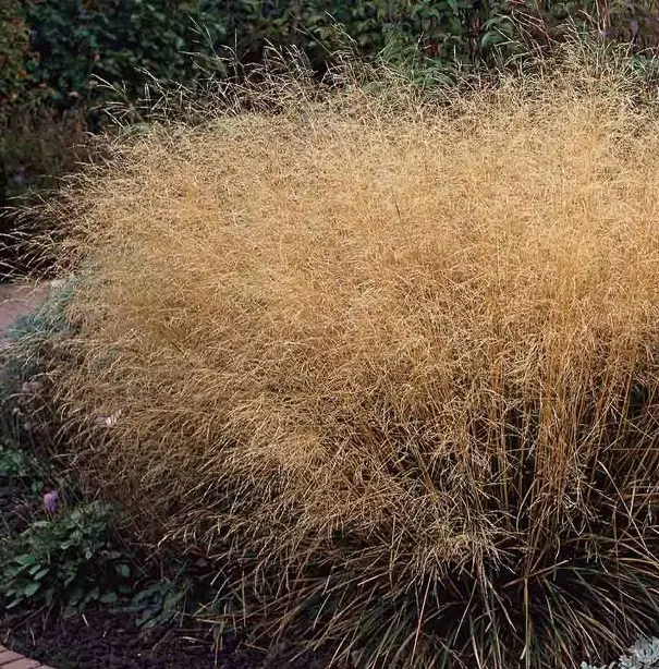 Deschampsia cespitosa Goldtau P23 ** Canche cespiteuse **