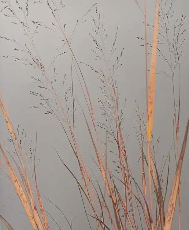 Panicum virgatum Squaw Pot C5