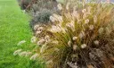 Pennisetum alopecuroides Hameln XXL Pot P23 cm ** Herbe aux écouvillons **