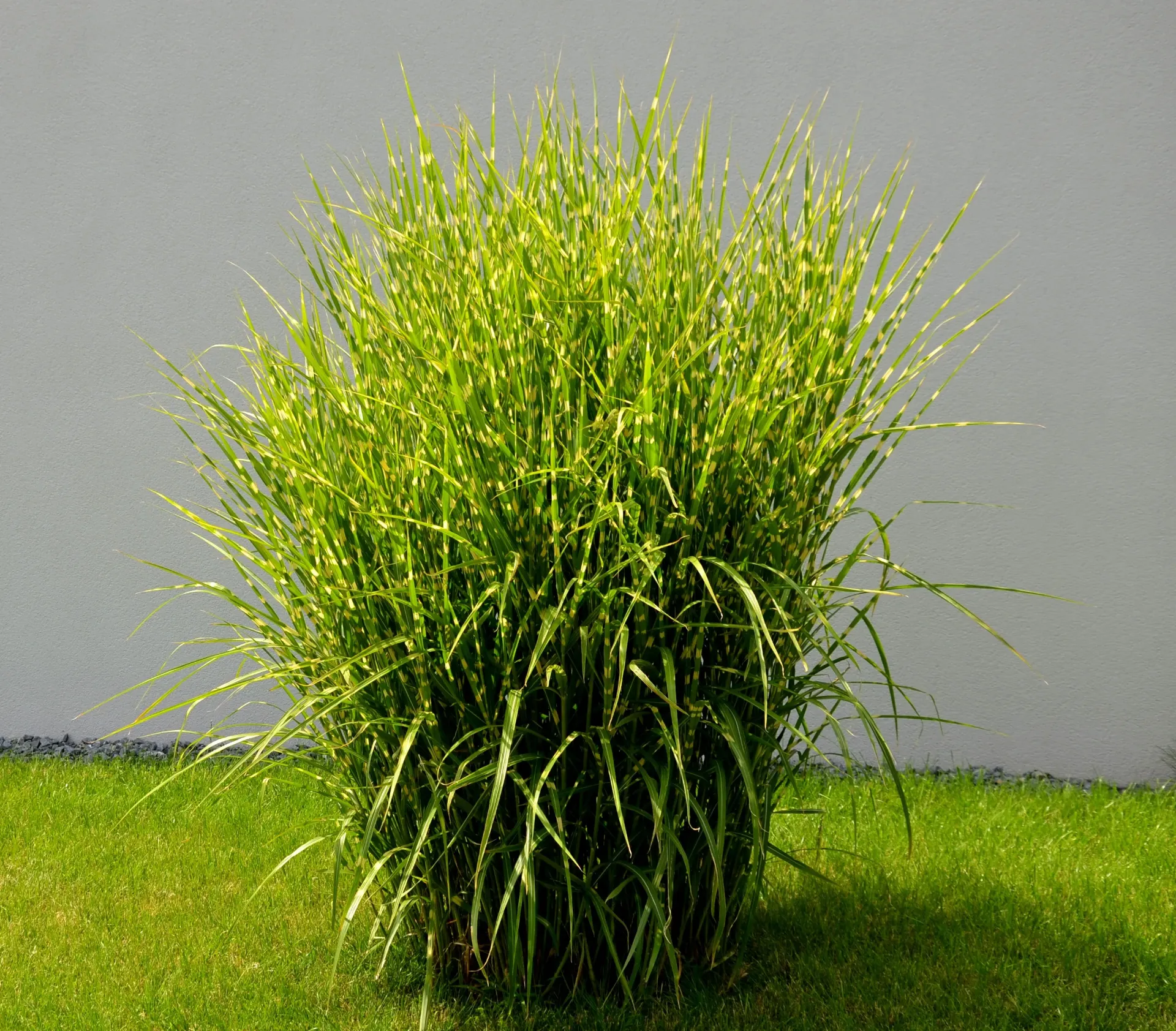 Miscanthus sinensis Zebrinus (Strictus) Pot P23 cm