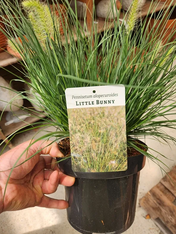 Pennisetum al. Little Bunny XTRA Pot C3.6L ** Herbe aux écouvillons **