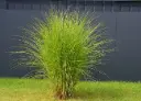 Miscanthus sinensis Gracillimus Pot P23 cm