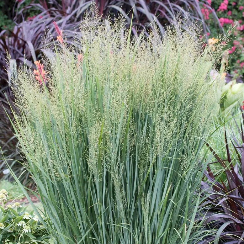 Panicum virgatum Northwind Pot C2L ** Panic érigé **