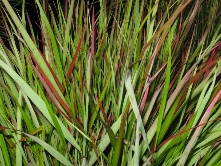 Panicum virgatum Rotstrahlbusch Pot C4Litres