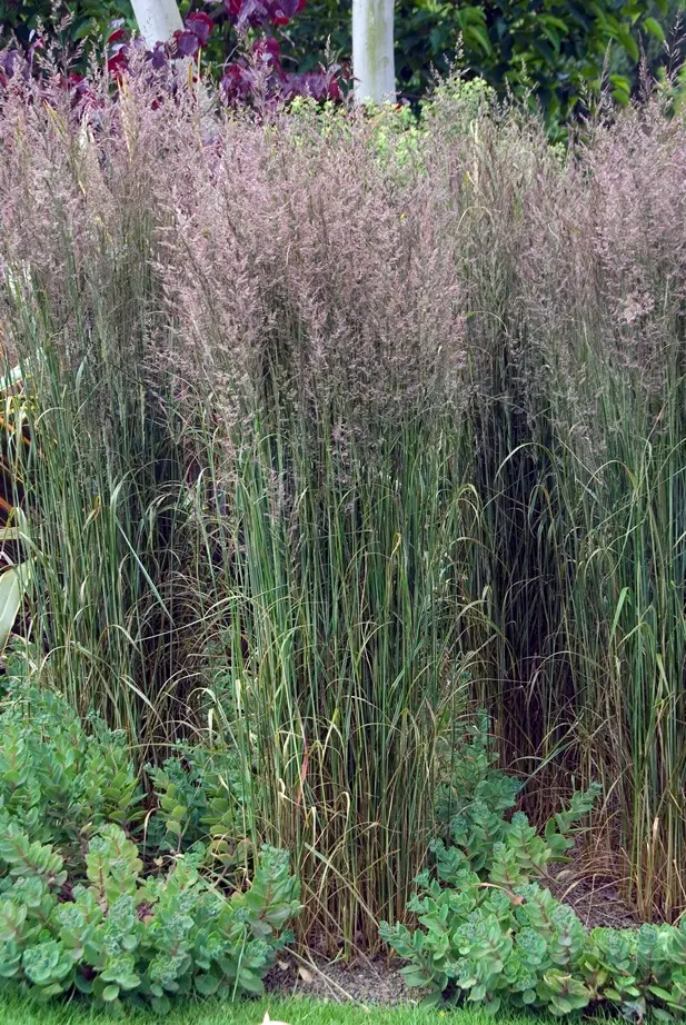 Calamagrostis acutiflora Overdam P14