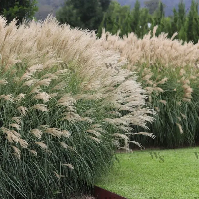 Miscanthus sinensis Adagio C3 Litres