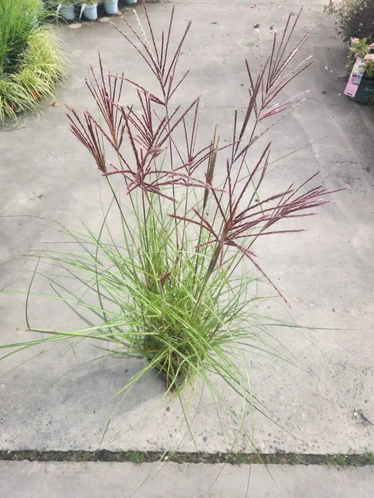 Miscanthus sinensis Red Chief C5