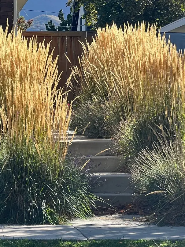 Calamagrostis acutiflora Karl Foerster P23-c6.5