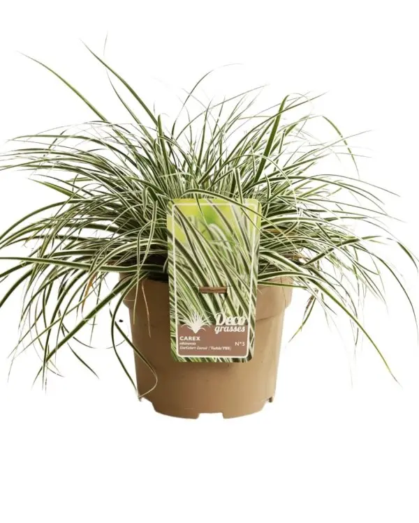 Carex oshimensis Everest Pot 3 litres ** Laîche **