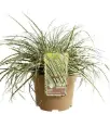 Carex oshimensis Everest Pot 3 litres ** Laîche **