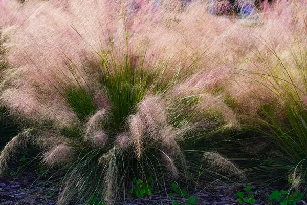 Muhlenbergia capillaris Pot P17 cm