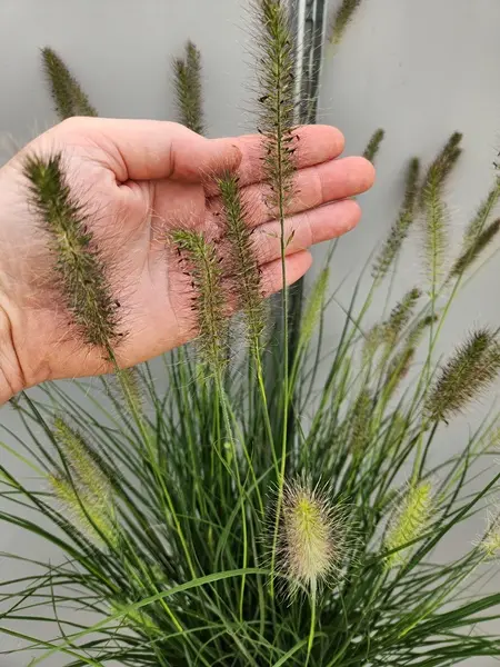 Pennisetum alopecuroides Hameln Pot C5L ** Herbe aux écouvillons **