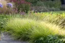 Sesleria autumnalis Pot P17 - C2L